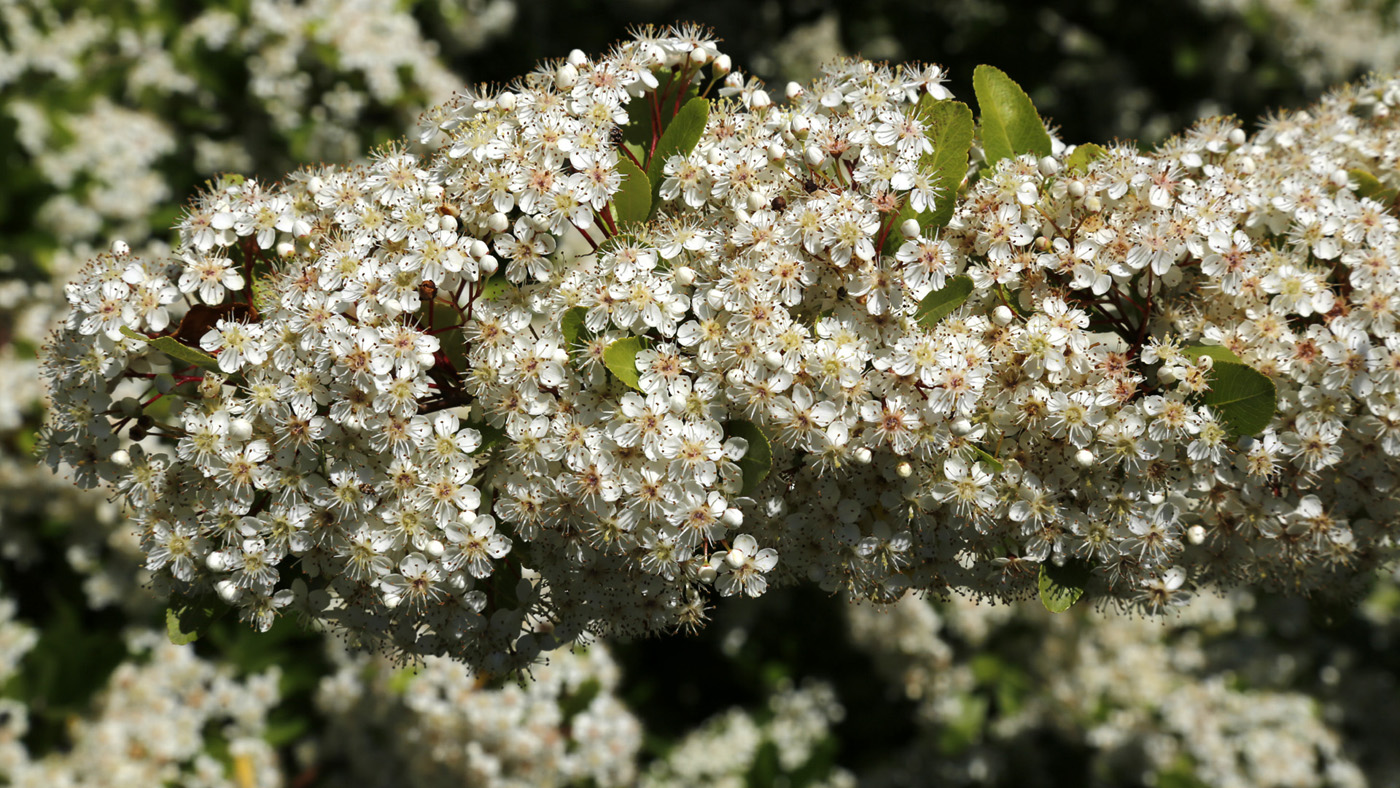 Изображение особи род Pyracantha.