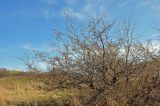 род Malus. Взрослое дерево. Самарская обл., Ставропольский р-н, окр. с. Жигули, Молодецкий курган, заросли кустарников у подножия. 03.05.2021.