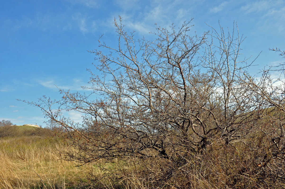 Image of genus Malus specimen.