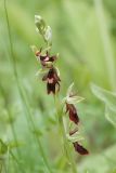 Ophrys insectifera. Соцветие. Ленинградская обл., Гатчинский р-н, окр. пос. Пудость, разреженный травяной ельник на месте старого травертинового карьера. 13.06.2021.