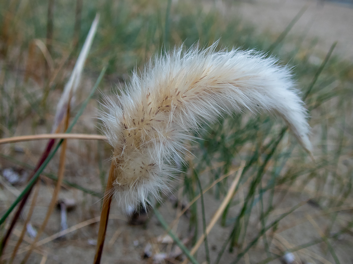 Image of Imperata cylindrica specimen.