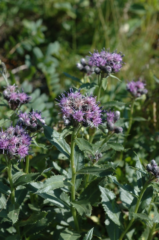 Изображение особи Saussurea foliosa.