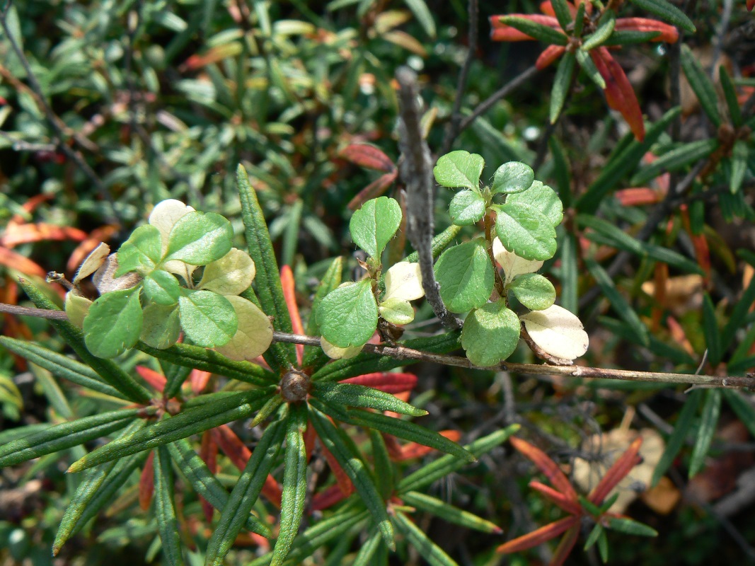 Image of Linnaea borealis specimen.