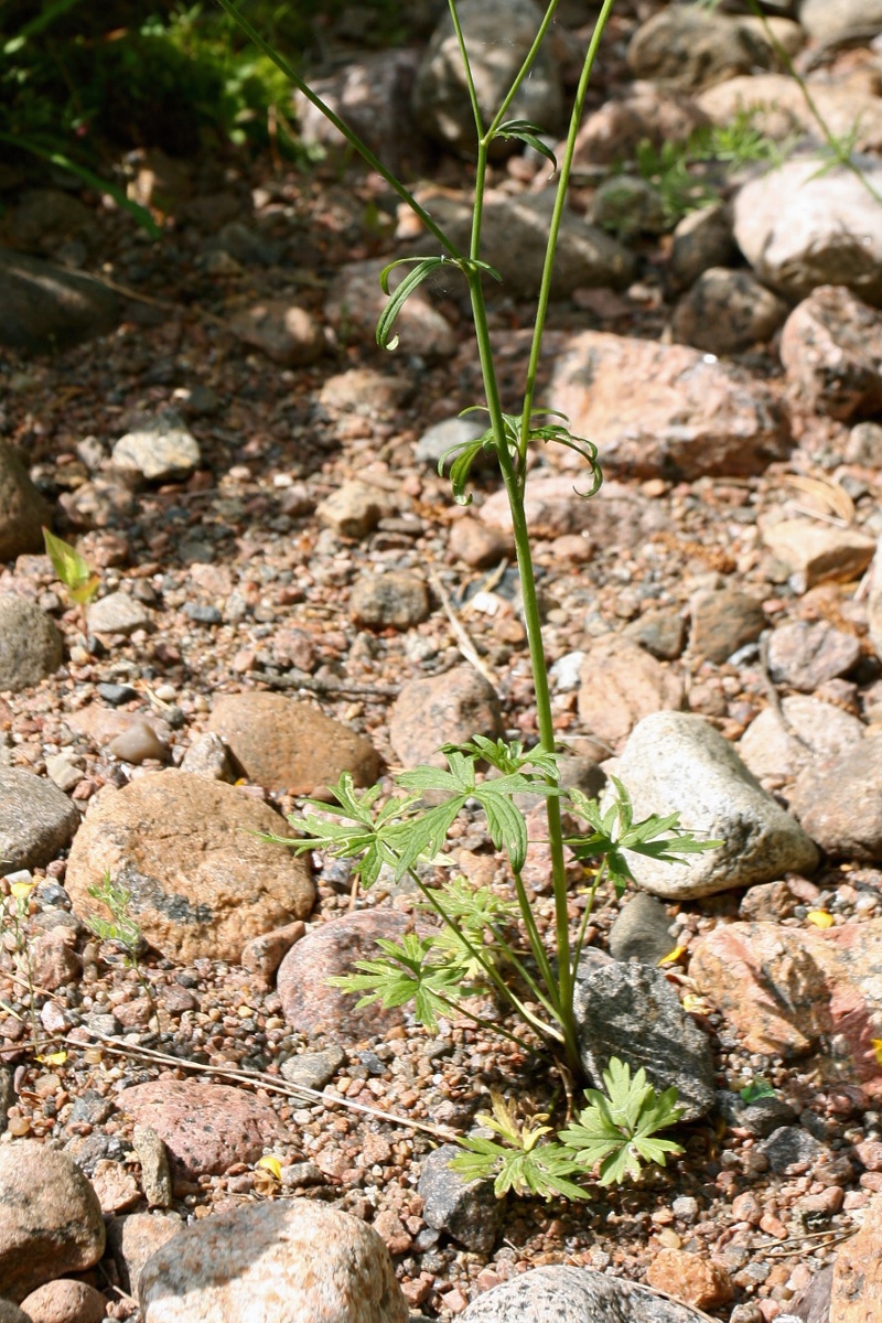 Image of genus Ranunculus specimen.