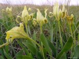 Iris pumila