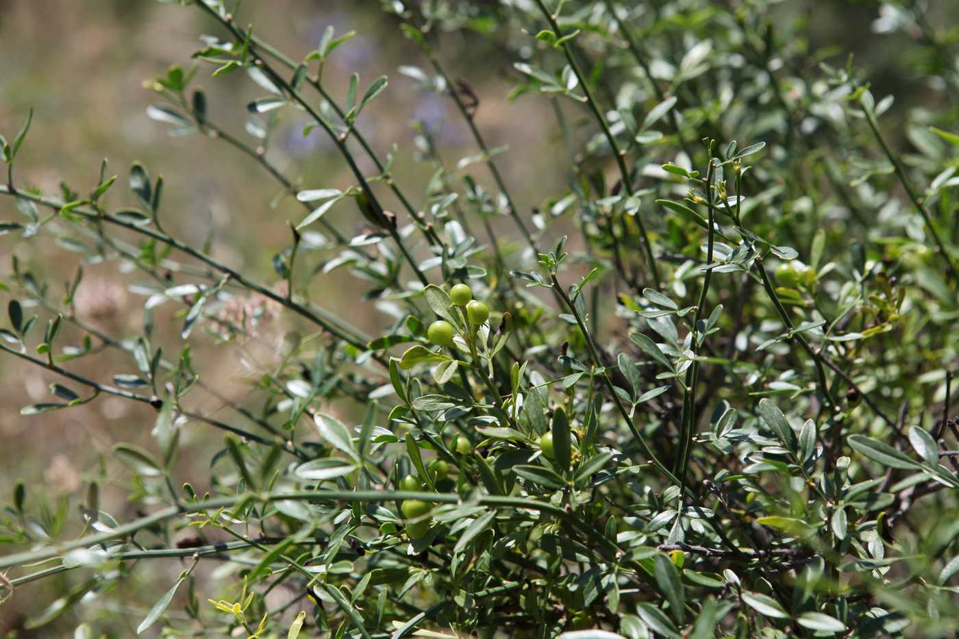 Image of Jasminum fruticans specimen.