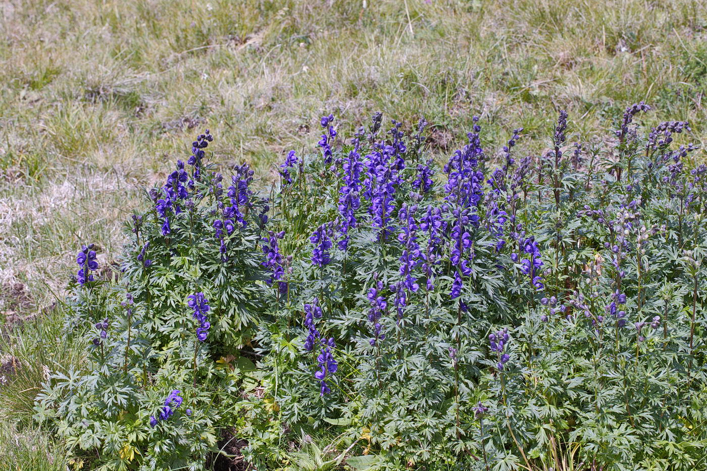 Изображение особи Aconitum altaicum.