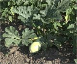 Cucurbita pepo