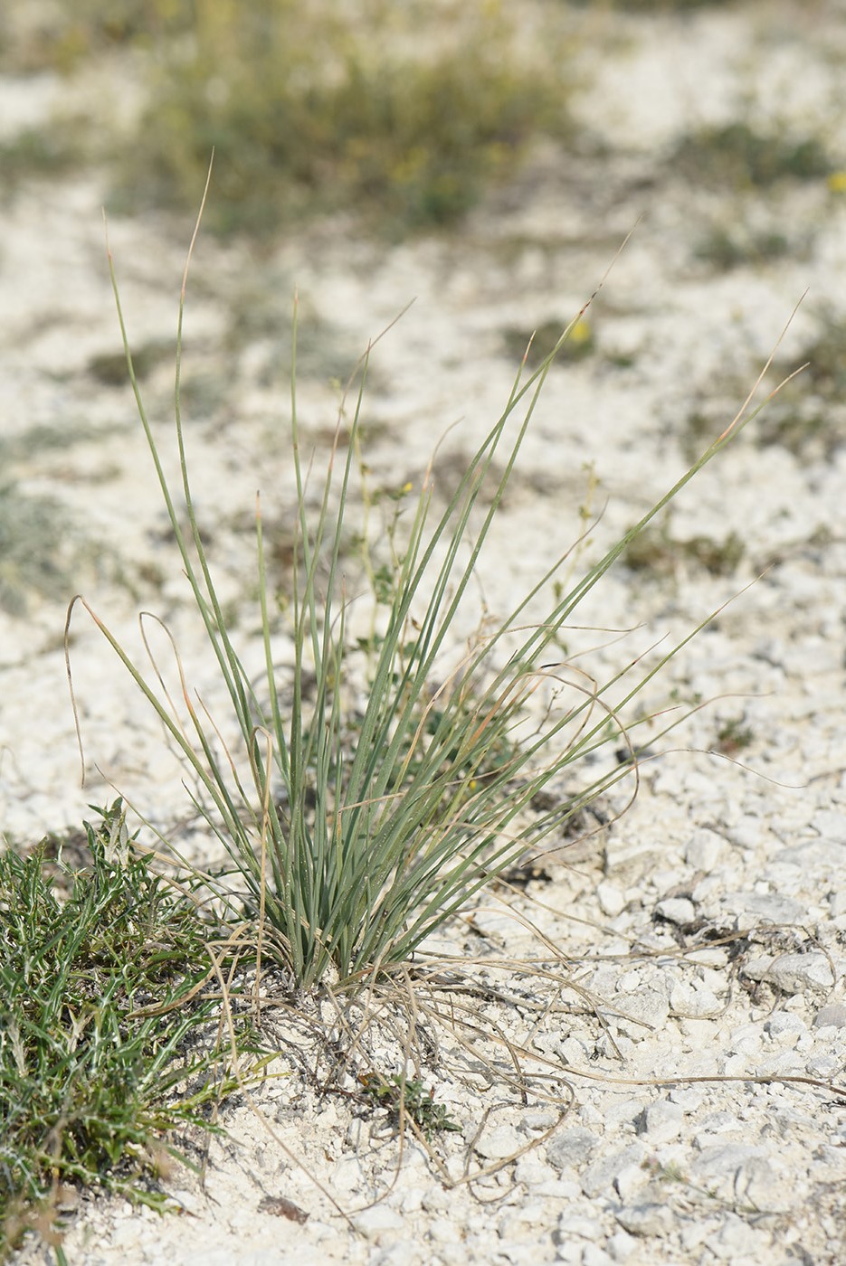 Изображение особи Asphodeline taurica.