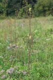 Verbascum pyramidatum. Отцветающее и плодоносящее растение. Краснодарский край, Крымский р-н, окр. хут. Гапоновский, ур. Николаевское, разнотравный луг. 18.09.2021.