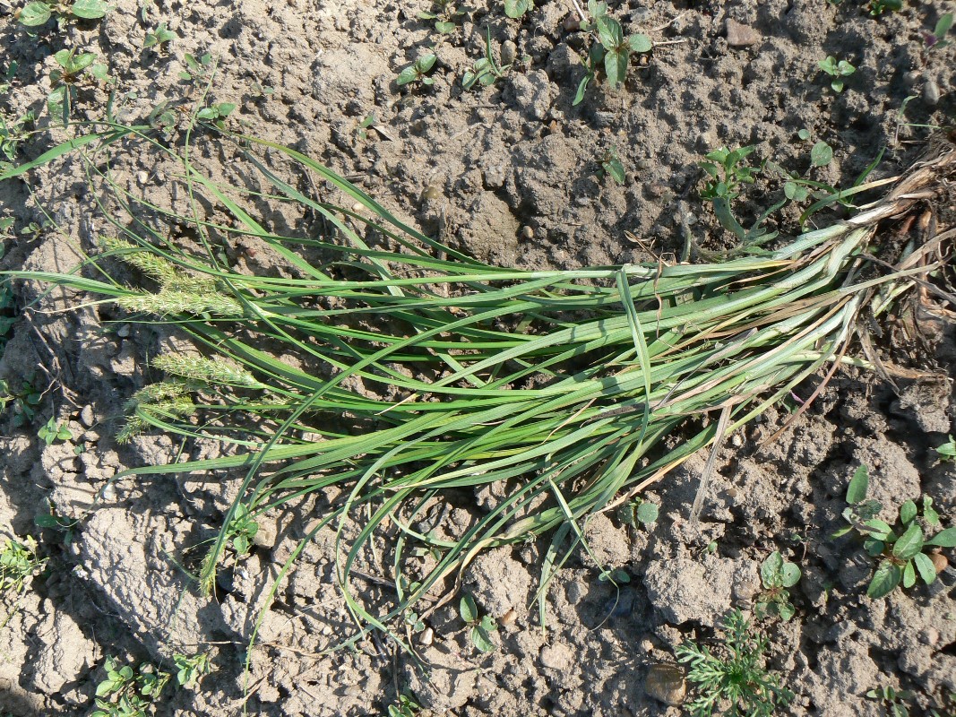 Image of Carex laevissima specimen.