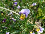 Viola tricolor