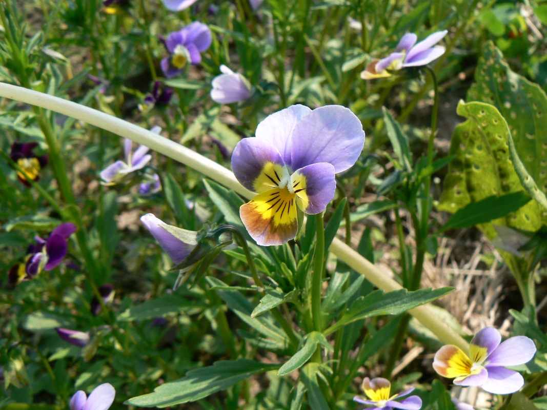 Изображение особи Viola tricolor.