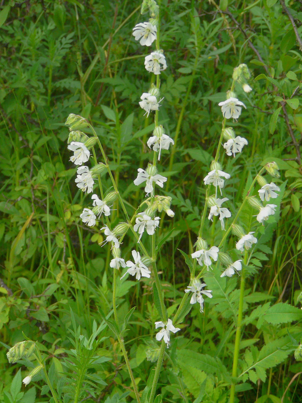 Изображение особи Silene dichotoma.