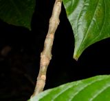 Megaskepasma erythrochlamys