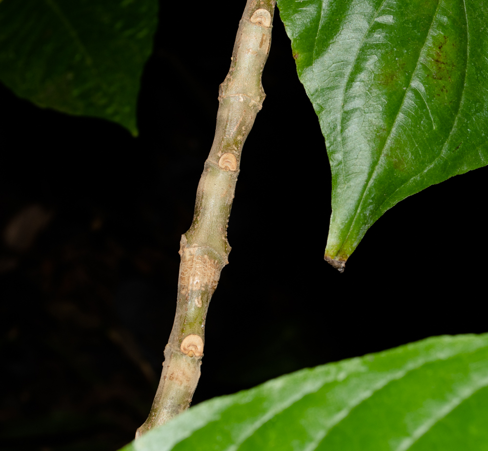 Image of Megaskepasma erythrochlamys specimen.