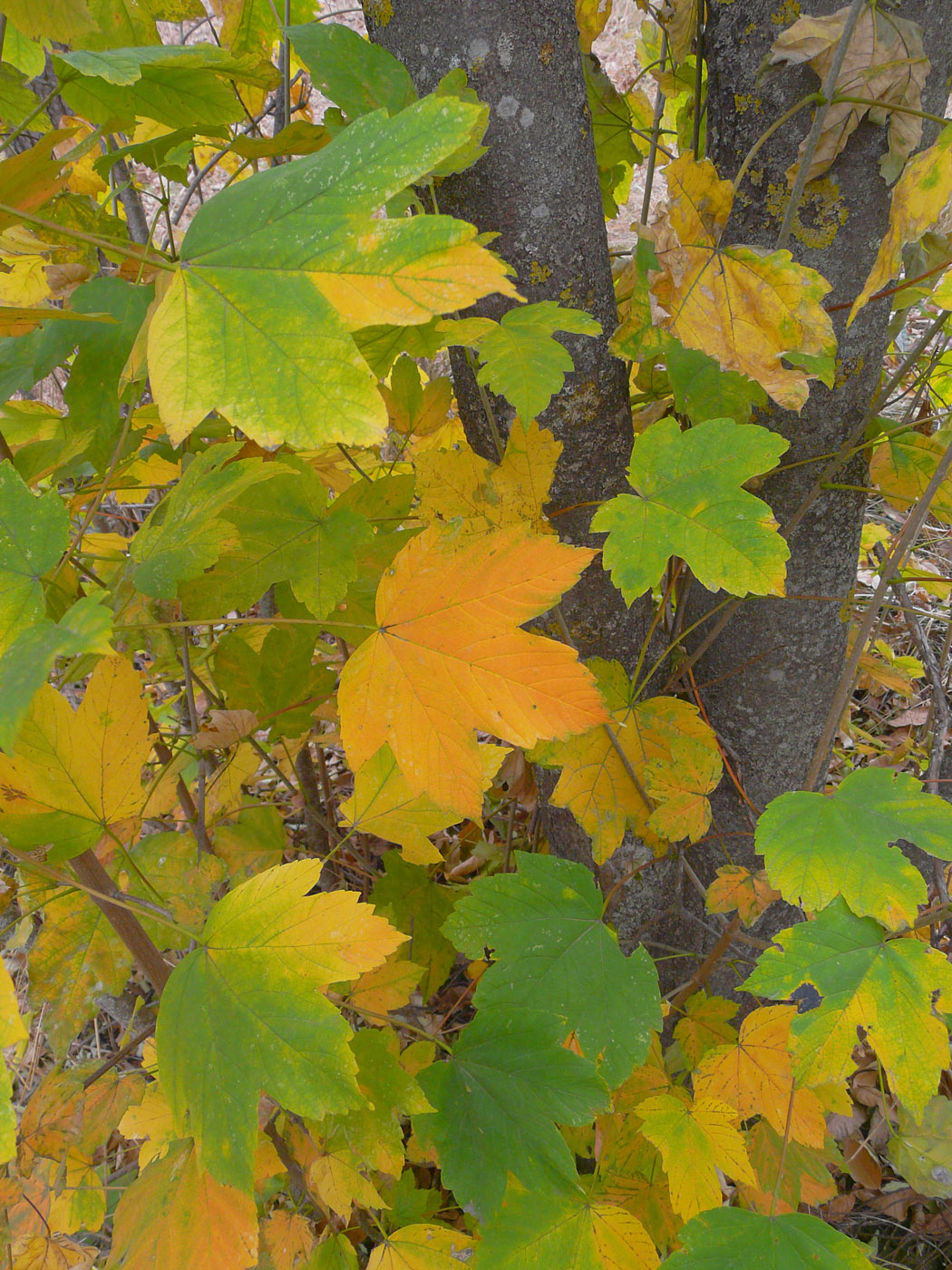 Image of Acer pseudoplatanus specimen.