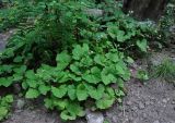 Adenocaulon adhaerescens. Цветущие растения. Приморье, Хасанский р-н, Кравцовские водопады, опушка лиственного леса. 01.08.2021.