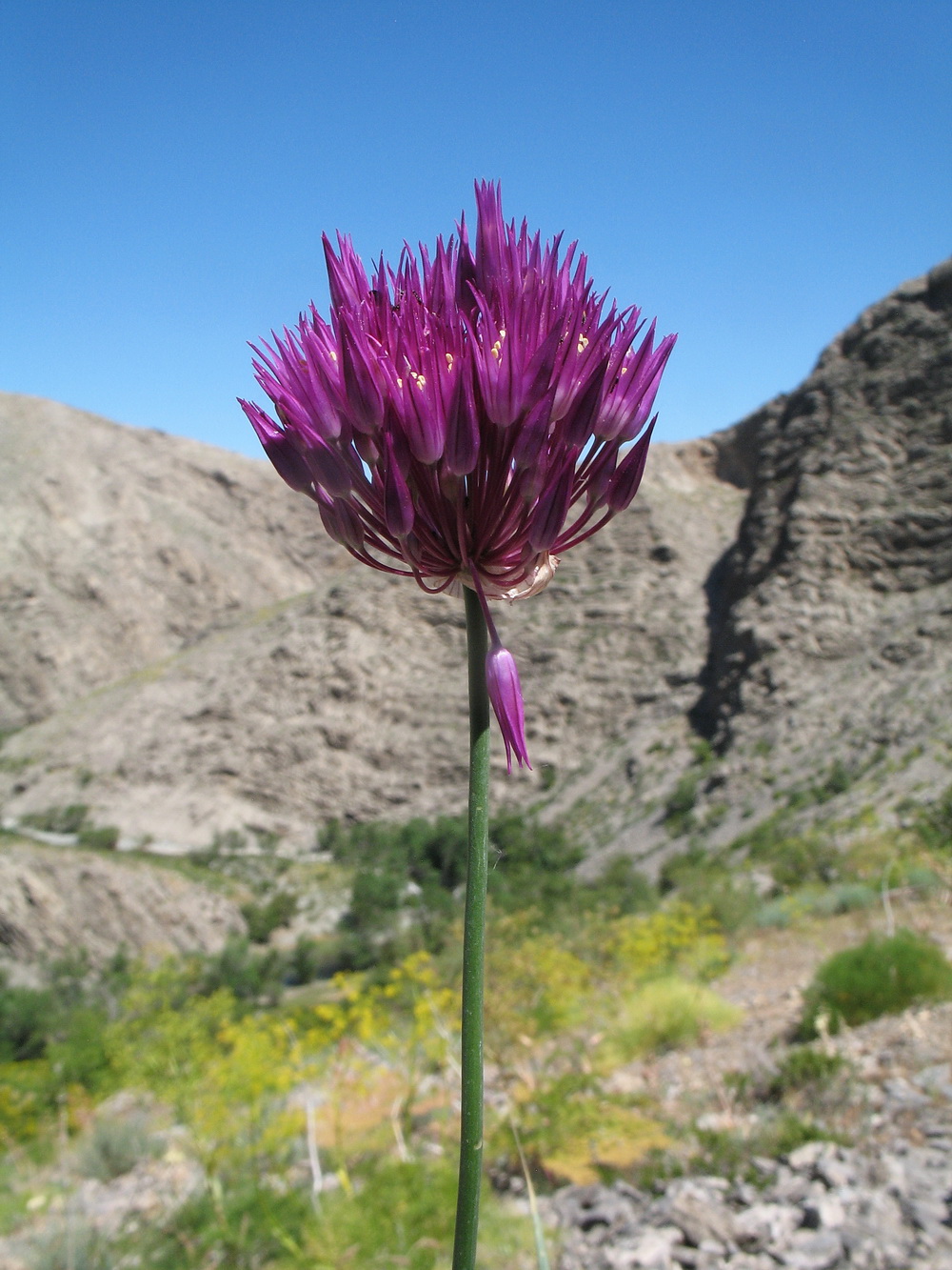 Image of Allium barsczewskii specimen.