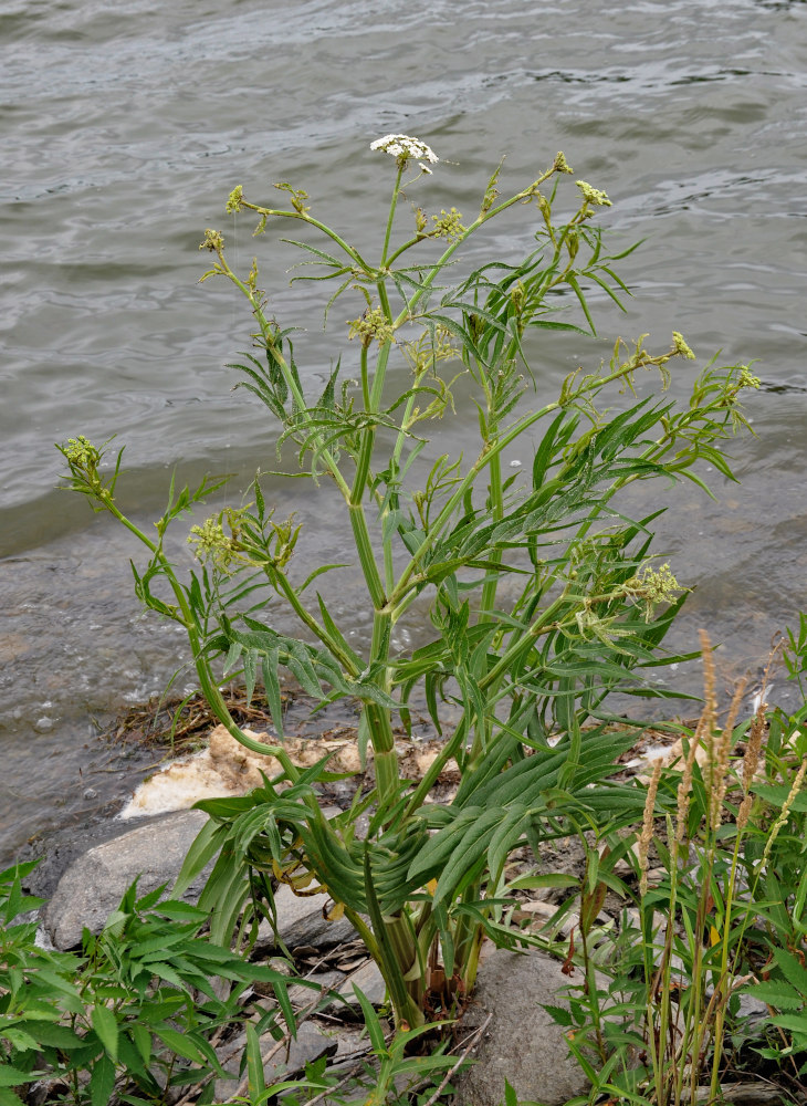 Image of Sium suave specimen.