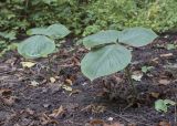 Arisaema