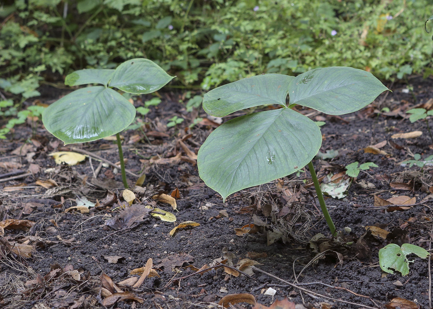 Изображение особи род Arisaema.