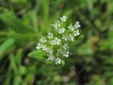 Valerianella locusta. Соцветие. Северная Осетия, Пригородный р-н, окр. с. Михайловское, у ж. д. 09.05.2021.