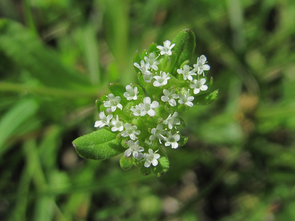 Изображение особи Valerianella locusta.