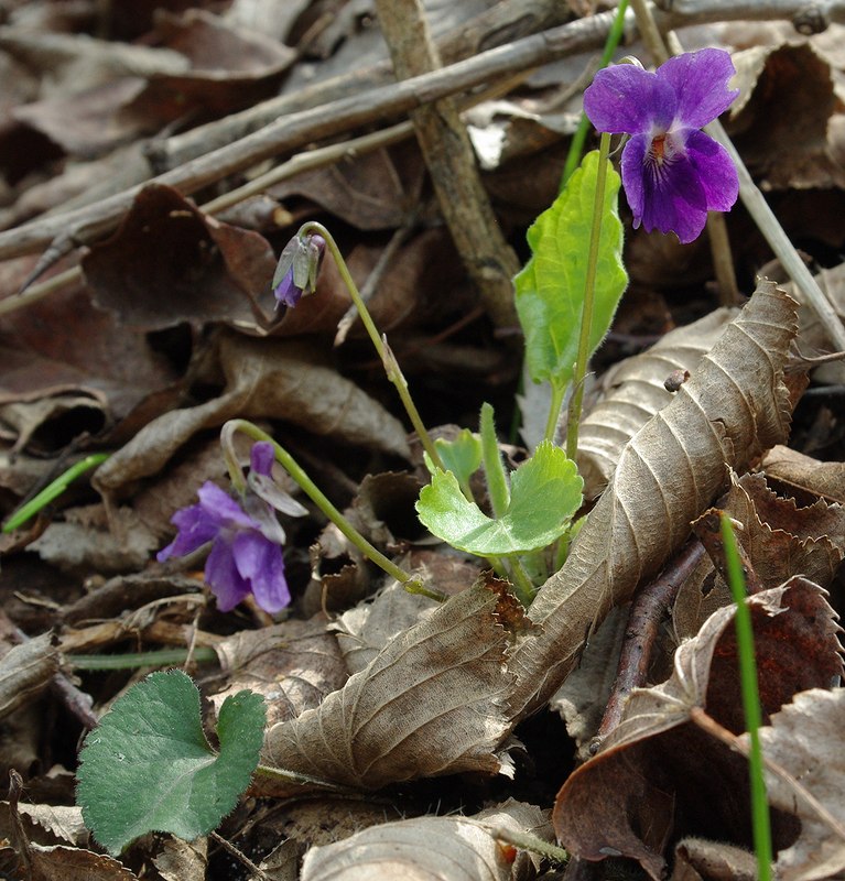 Image of Viola dehnhardtii specimen.