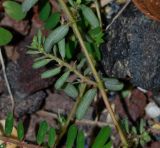 Euphorbia forskaolii. Часть веточки (вид на абаксиальную поверхность листьев). Израиль, Шарон, г. Герцлия, цветник. 29.08.2014.