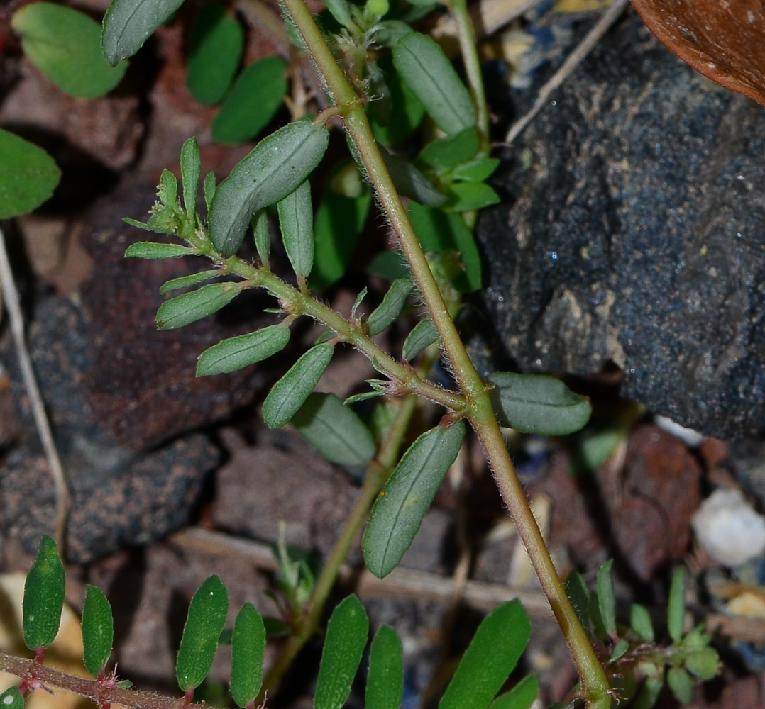 Изображение особи Euphorbia forskaolii.