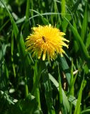 Taraxacum officinale