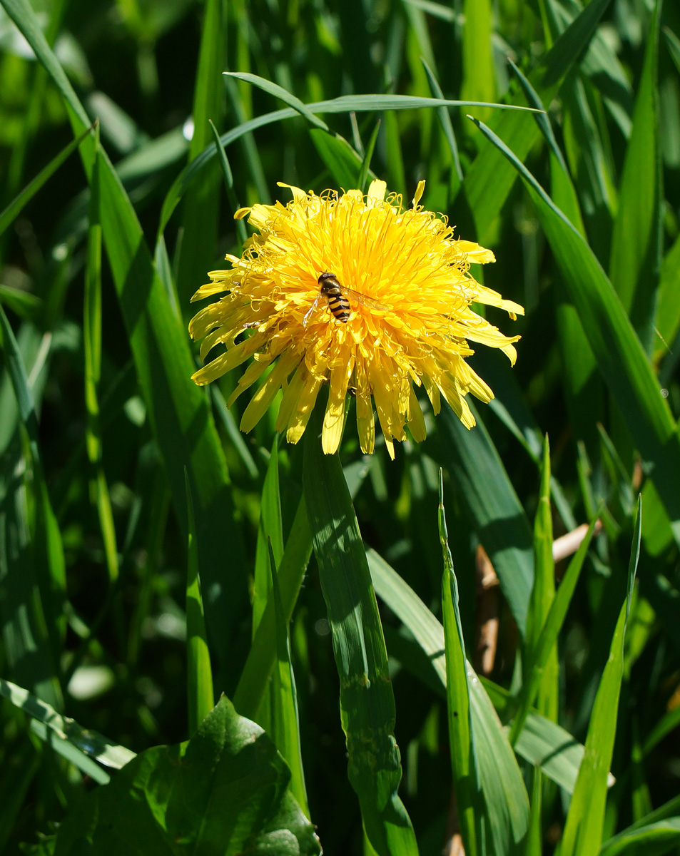 Изображение особи Taraxacum officinale.