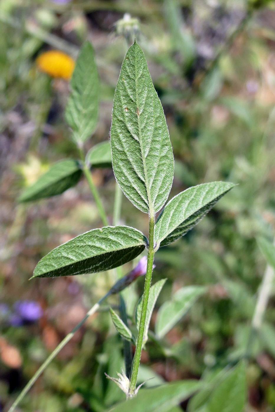 Image of Psoralea bituminosa ssp. pontica specimen.