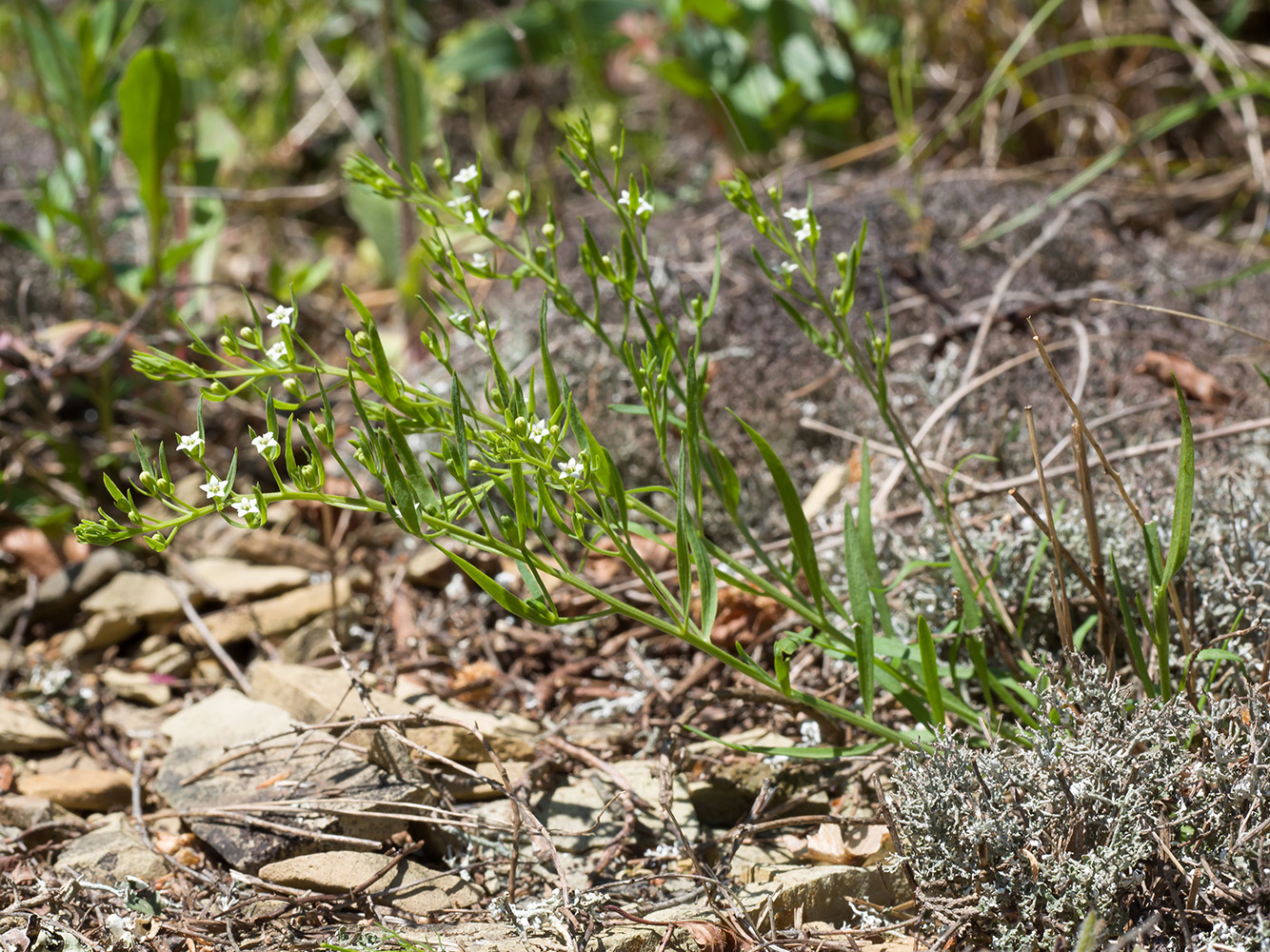 Image of Thesium ramosum specimen.