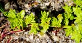 Herniaria glabra