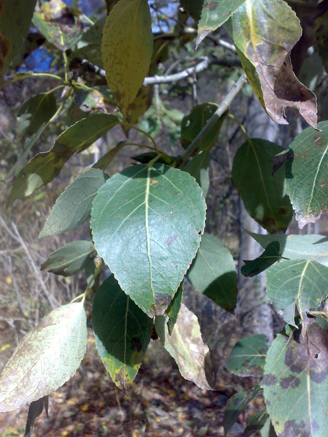 Изображение особи Populus talassica.