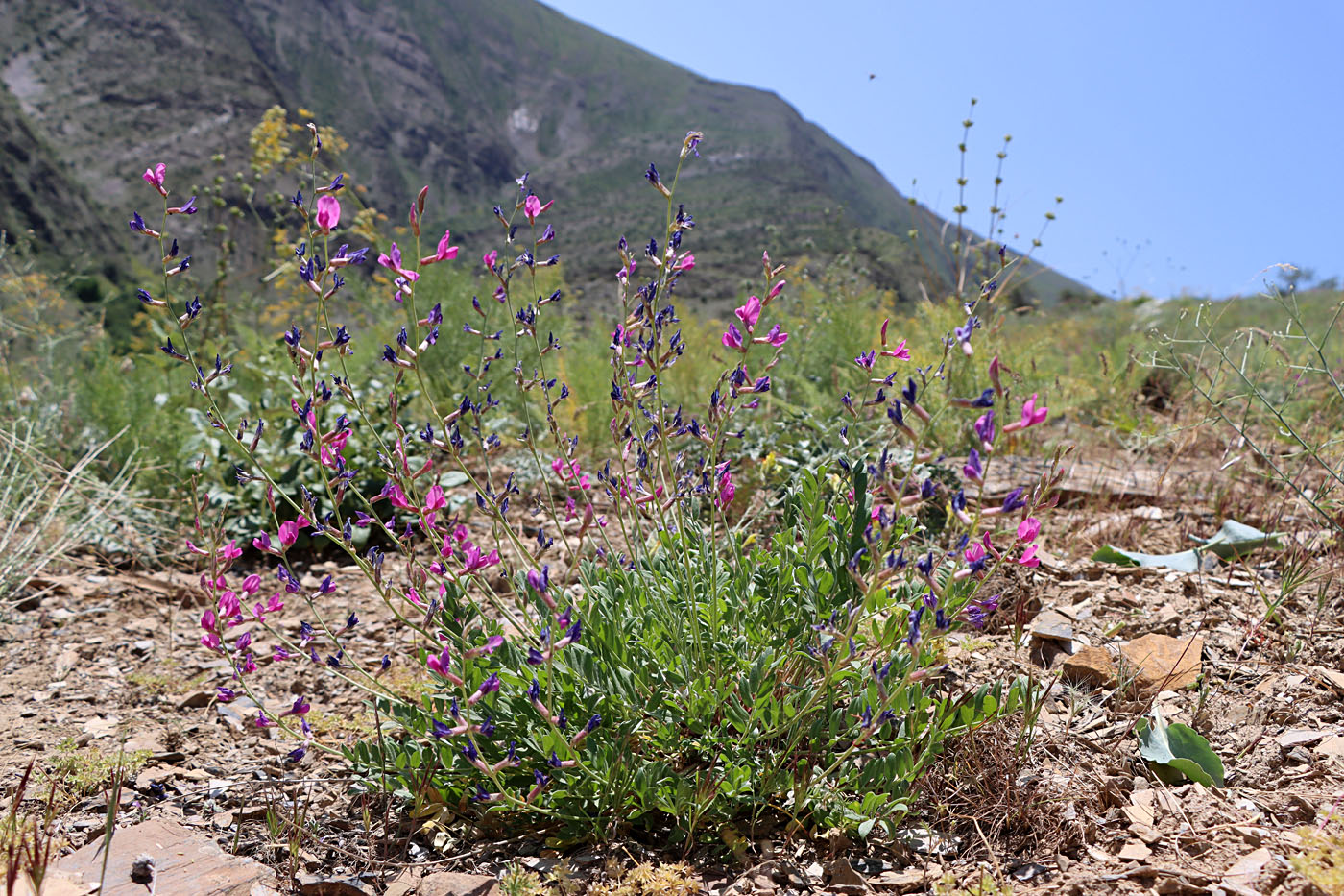 Image of Oxytropis pseudorosea specimen.