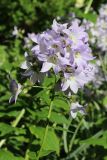 Gadellia lactiflora