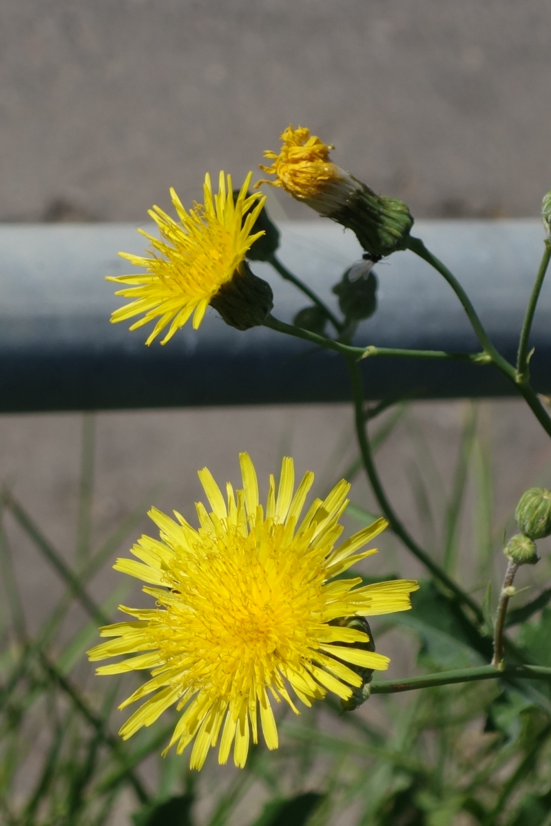 Image of Sonchus arvensis specimen.