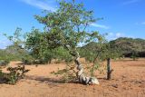 Fockea multiflora. Лиана с раздутым клубневидным основанием (каудексом), обвивающая ствол дерева. Намибия, обл. Кунене, р-н Санитатас, в 13 км на восток от деревни Anabib. 20.01.2010.