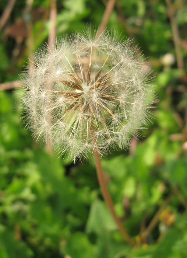 Image of Taraxacum hybernum specimen.