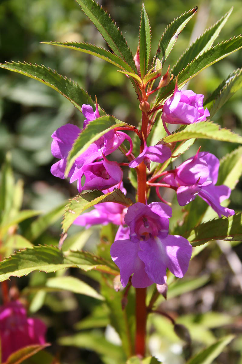 Image of Impatiens balsamina specimen.