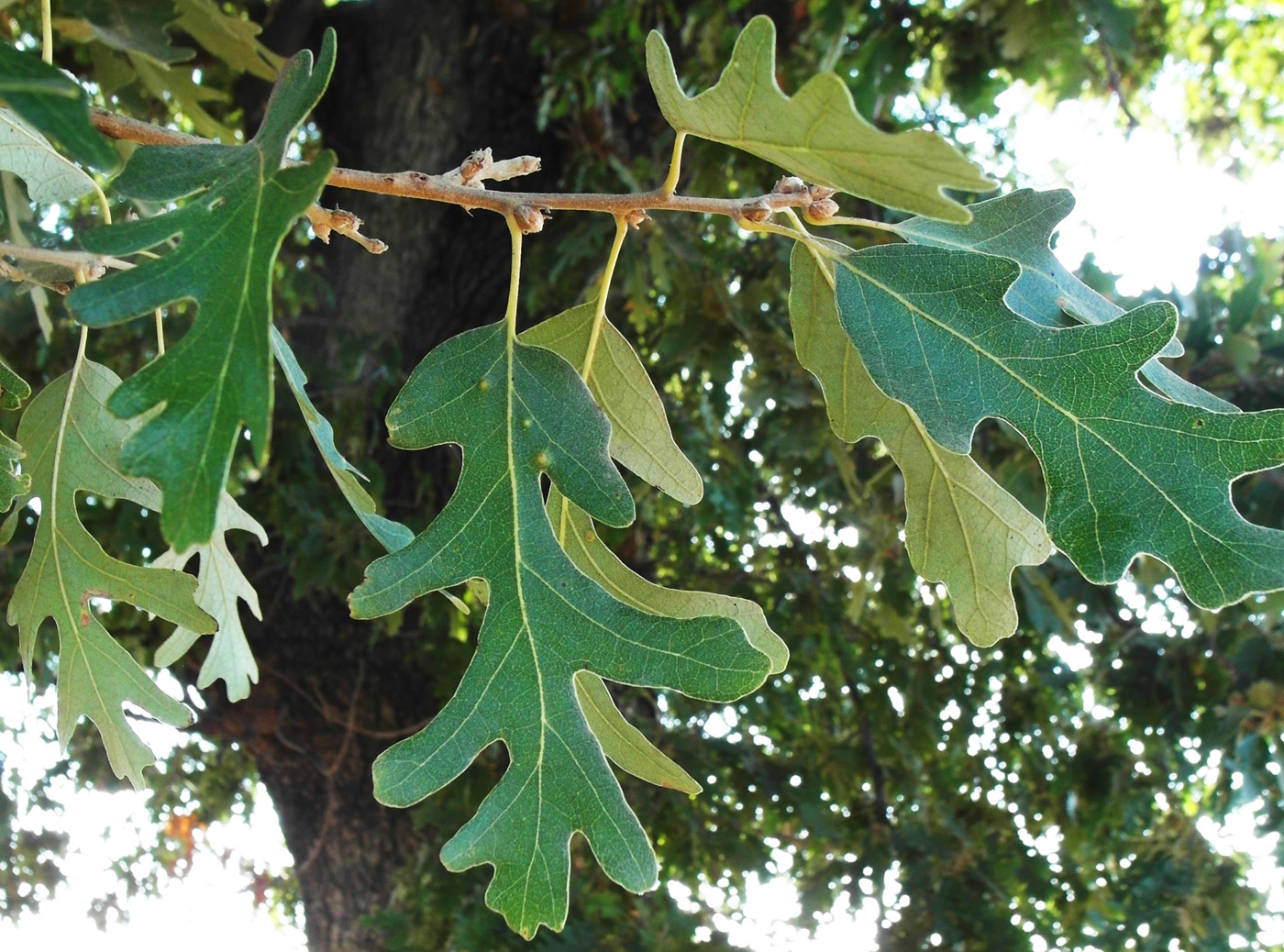 Изображение особи Quercus cerris.