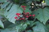 Clerodendrum paniculatum