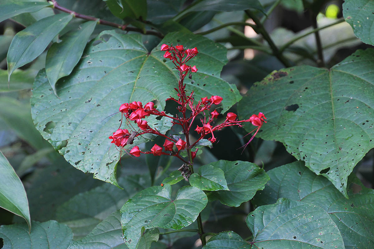 Изображение особи Clerodendrum paniculatum.