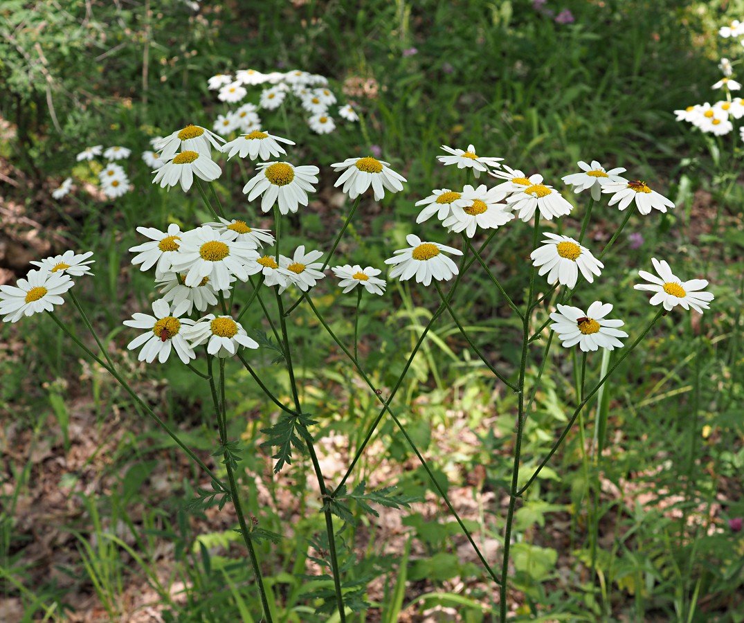 Image of Pyrethrum corymbosum specimen.