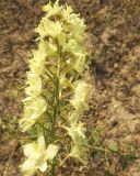 Delphinium semibarbatum