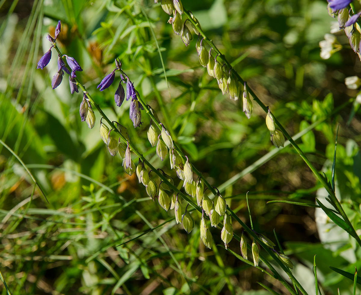 Image of genus Polygala specimen.