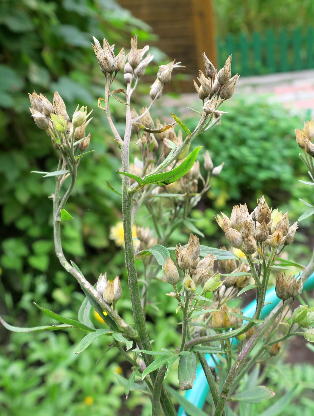 Image of Polemonium caeruleum specimen.